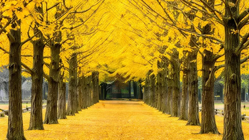 Exploring Yellow Spring Road